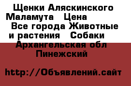 Щенки Аляскинского Маламута › Цена ­ 10 000 - Все города Животные и растения » Собаки   . Архангельская обл.,Пинежский 